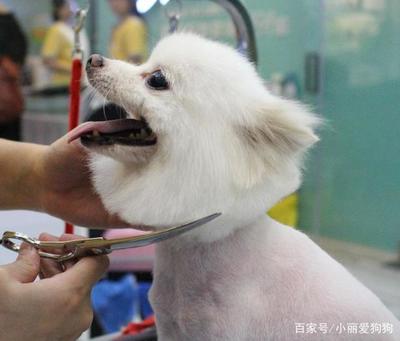 新手主人必讀 寵物幼犬的科學(xué)喂養(yǎng)與成長指南