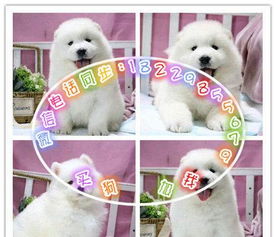 匠心培育，賽級薩摩耶精品之選，專業(yè)寄養(yǎng)呵護(hù)愛犬