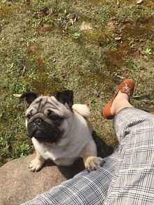 CKU認(rèn)證犬舍 成都巴哥犬的健康保障與終生售后