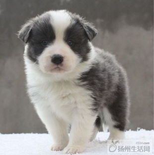 純種邊境牧羊犬幼犬熱售 聰明易訓(xùn)，品相出眾的通脖通縫寶寶