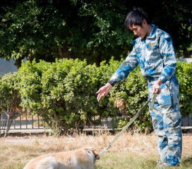 汕頭貓咪寵物店 專業(yè)犬只銷售，伴您開啟溫馨寵物生活